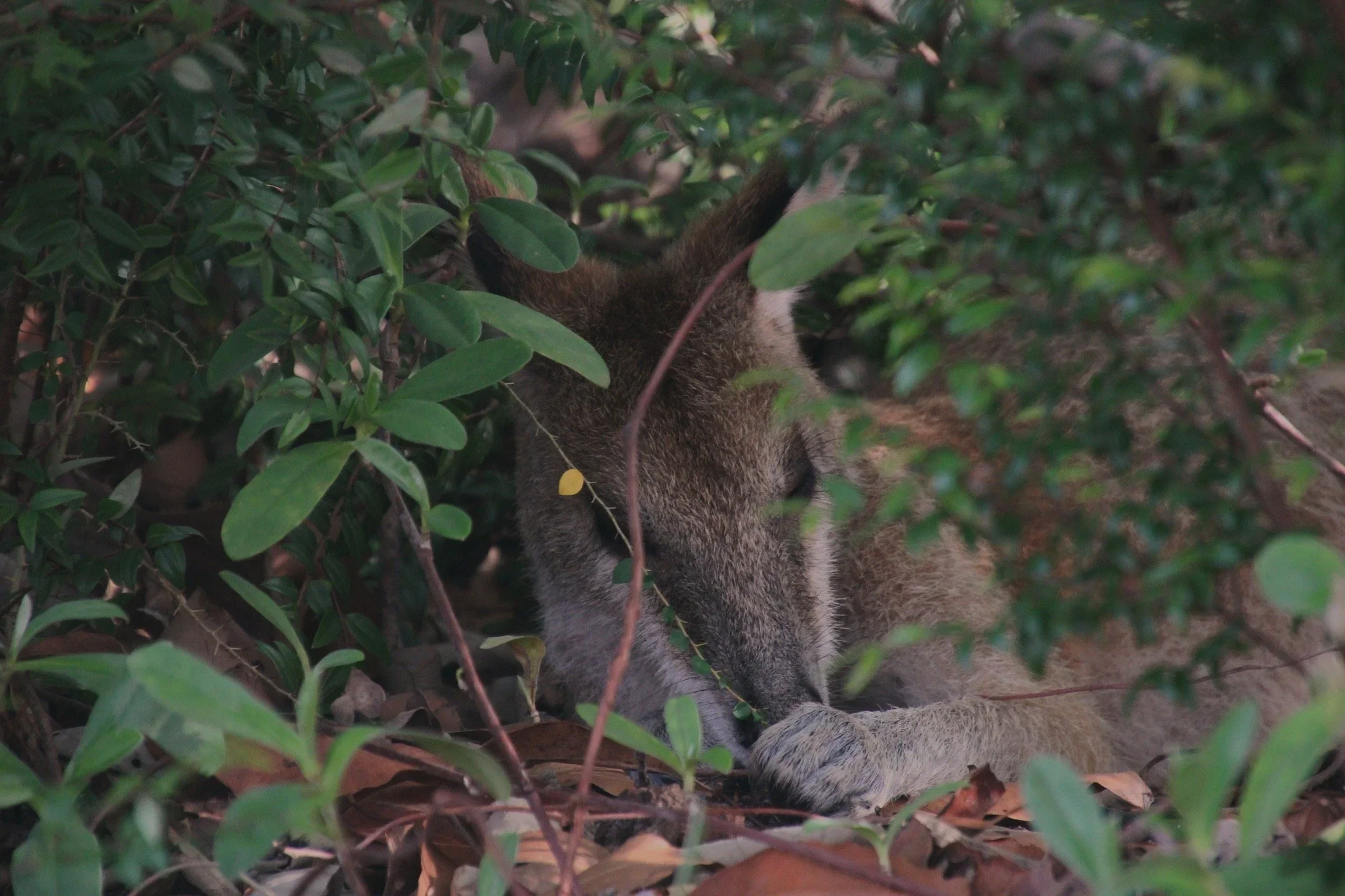 Wallabe on his own