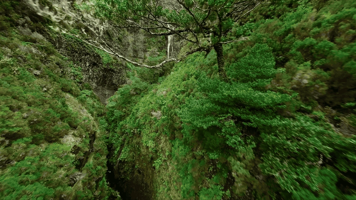 Madeira tree